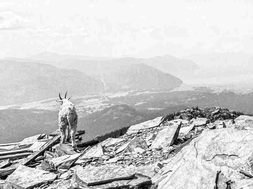 Scotchman Peak: An Ungulate Activation
