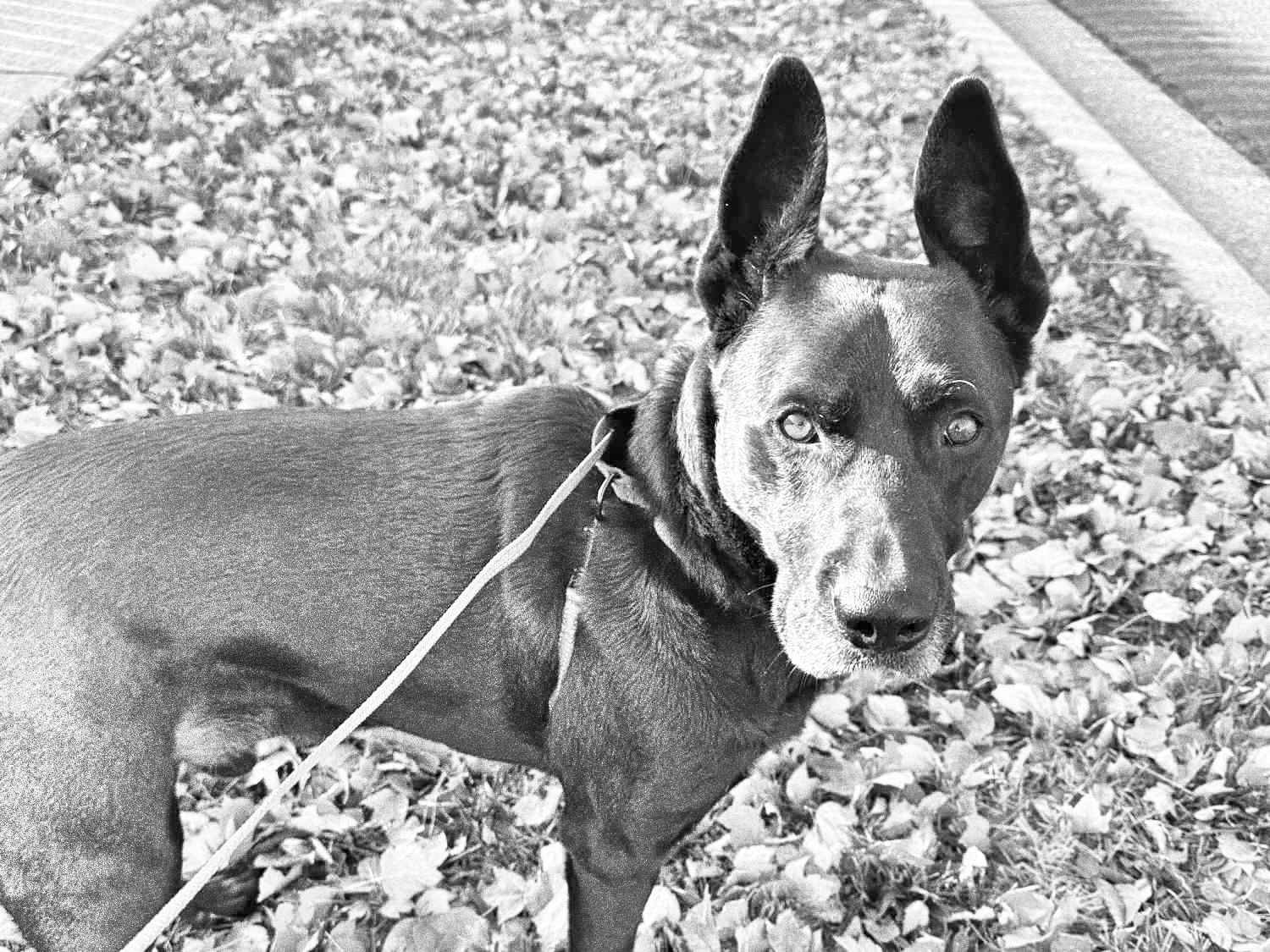 Dog Walkin’