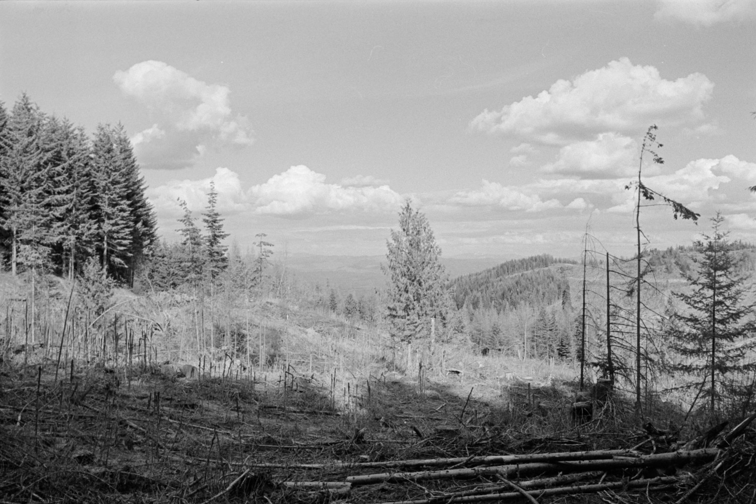 Tamarack Ridge W7I/NI-256